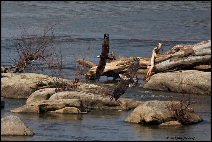 _1SB0818 bald eagle chasing osprey.jpg